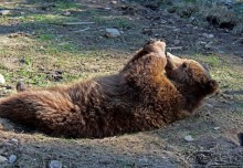 Пашка, Пашка — мишки, мишки