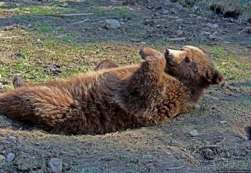 Пашка, Пашка — мишки, мишки