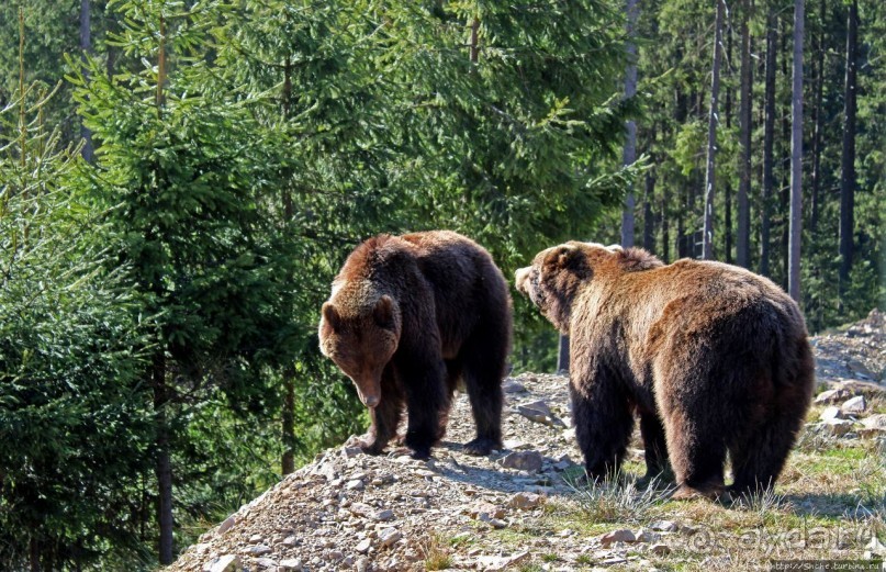 Пашка, Пашка — мишки, мишки