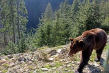 Пашка, Пашка — мишки, мишки