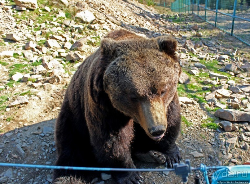 Пашка, Пашка — мишки, мишки