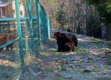 Пашка, Пашка — мишки, мишки