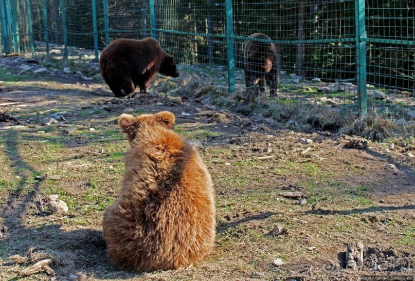 Пашка, Пашка — мишки, мишки