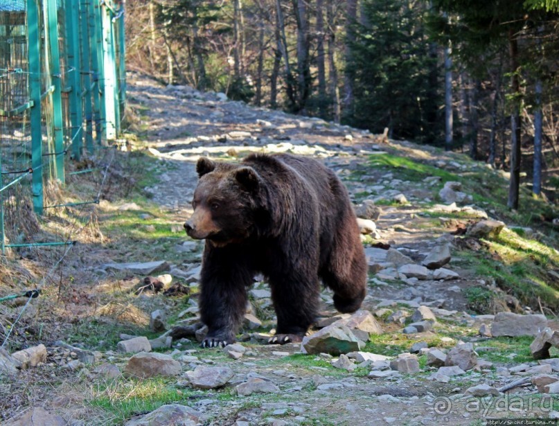 Пашка, Пашка — мишки, мишки