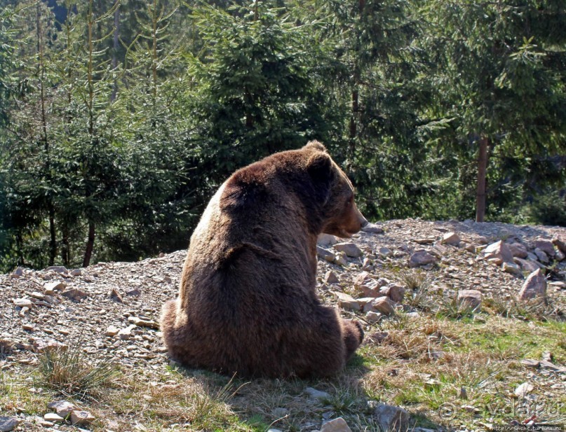 Пашка, Пашка — мишки, мишки