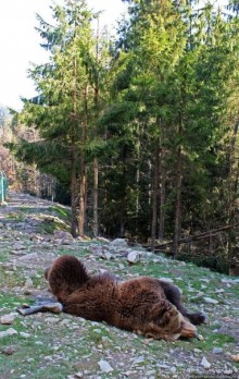 Пашка, Пашка — мишки, мишки