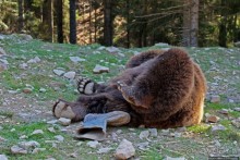 Пашка, Пашка — мишки, мишки