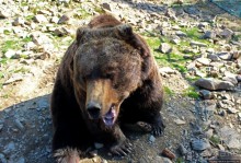 Пашка, Пашка — мишки, мишки