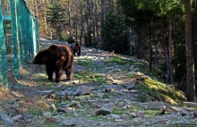 Пашка, Пашка — мишки, мишки