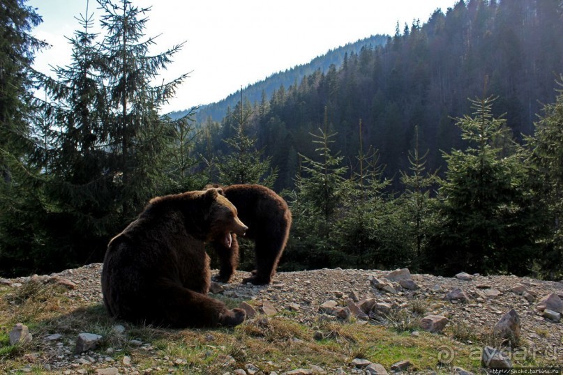 Пашка, Пашка — мишки, мишки