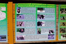 Пашка, Пашка — мишки, мишки