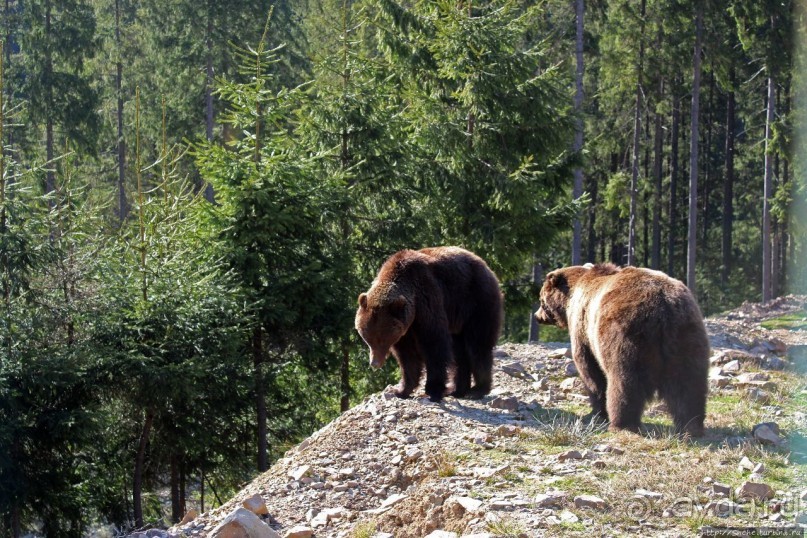 Пашка, Пашка — мишки, мишки