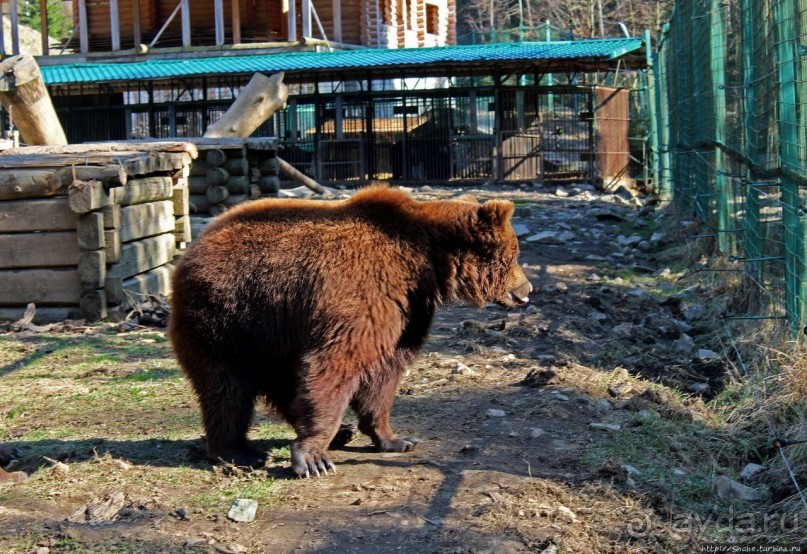 Пашка, Пашка — мишки, мишки
