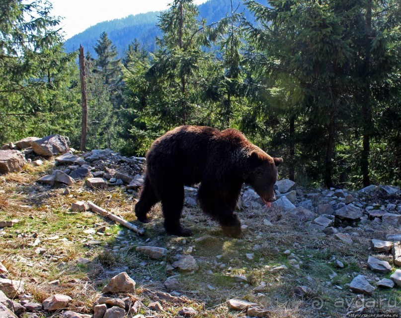 Пашка, Пашка — мишки, мишки