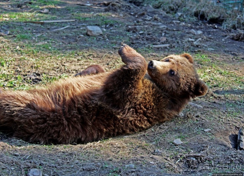 Пашка, Пашка — мишки, мишки