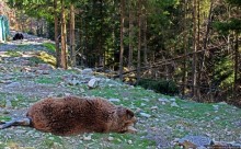 Пашка, Пашка — мишки, мишки