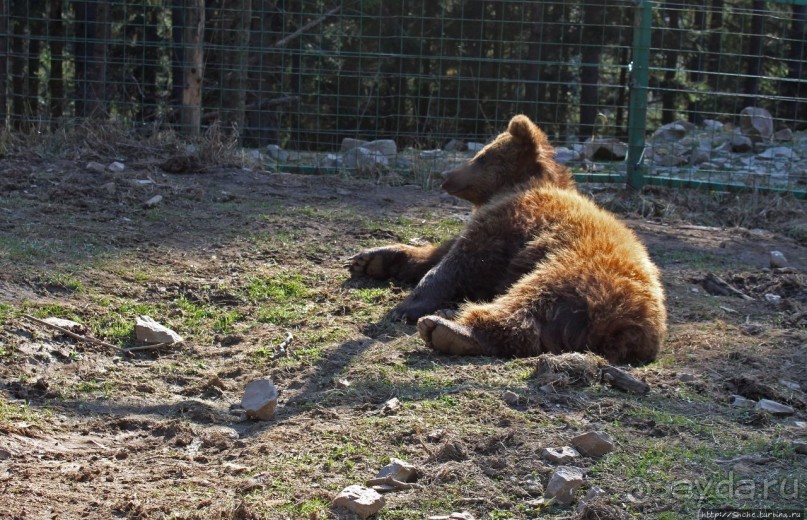 Пашка, Пашка — мишки, мишки