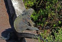 Людям тоже надо где-то жить:)) Пуэрто Айора, Галапагосы