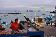 Людям тоже надо где-то жить:)) Пуэрто Айора, Галапагосы