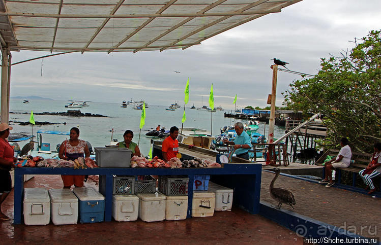 Людям тоже надо где-то жить:)) Пуэрто Айора, Галапагосы