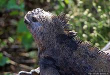 Людям тоже надо где-то жить:)) Пуэрто Айора, Галапагосы