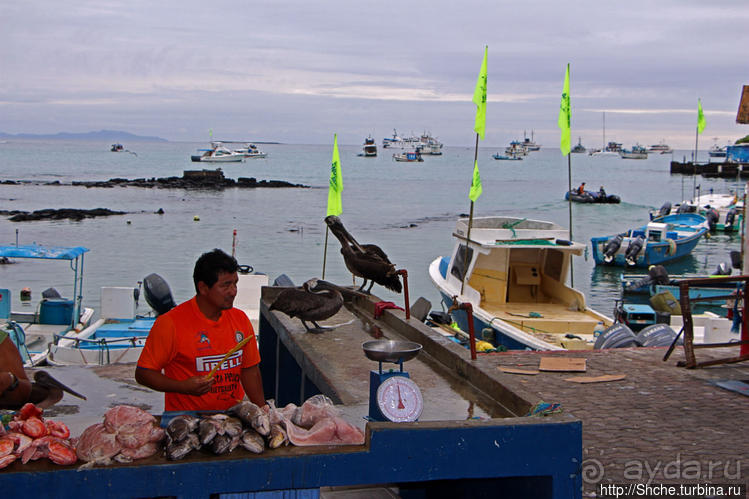 Людям тоже надо где-то жить:)) Пуэрто Айора, Галапагосы
