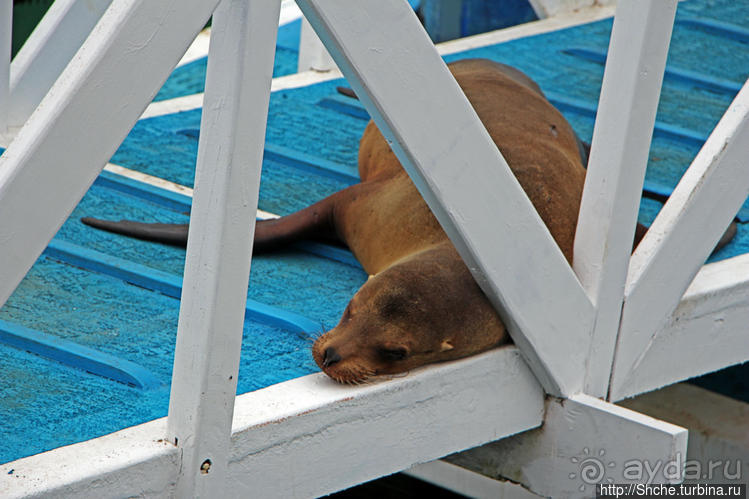 Людям тоже надо где-то жить:)) Пуэрто Айора, Галапагосы