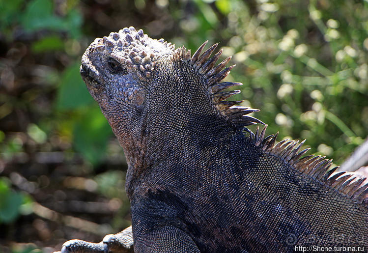 Людям тоже надо где-то жить:)) Пуэрто Айора, Галапагосы