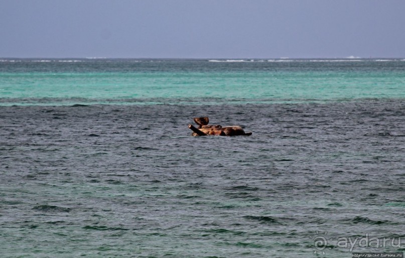 Не добрались... Танки в воде на пляже Килили