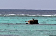 Не добрались... Танки в воде на пляже Килили