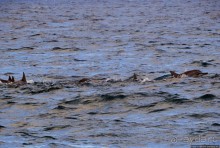 Купание с дельфинами в бухте Тамарен