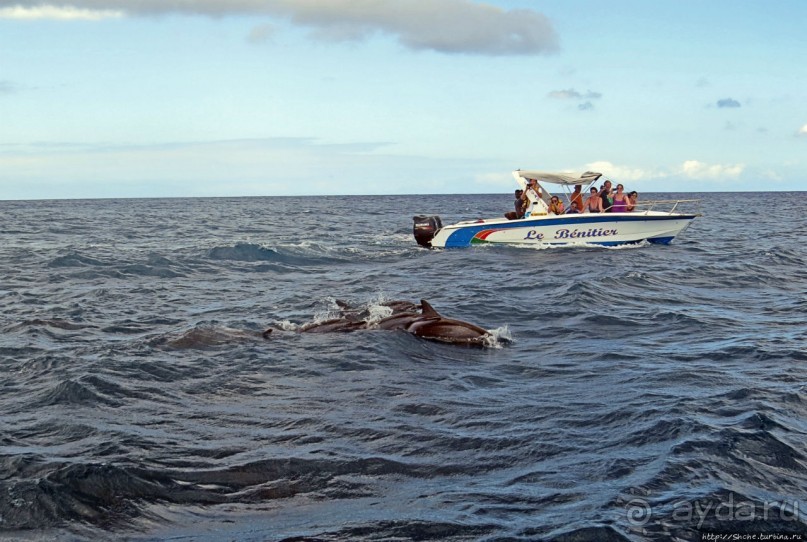 Купание с дельфинами в бухте Тамарен
