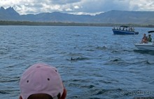 Купание с дельфинами в бухте Тамарен