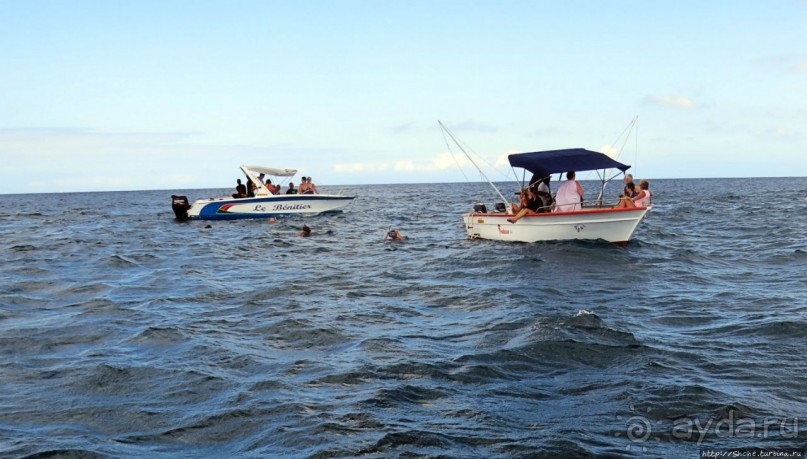 Купание с дельфинами в бухте Тамарен