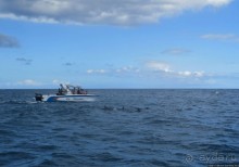 Купание с дельфинами в бухте Тамарен