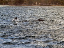 Купание с дельфинами в бухте Тамарен