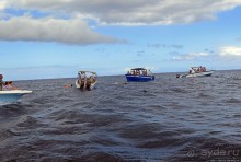 Купание с дельфинами в бухте Тамарен