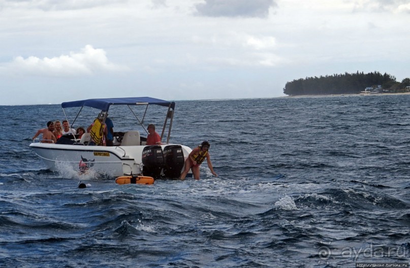 Купание с дельфинами в бухте Тамарен