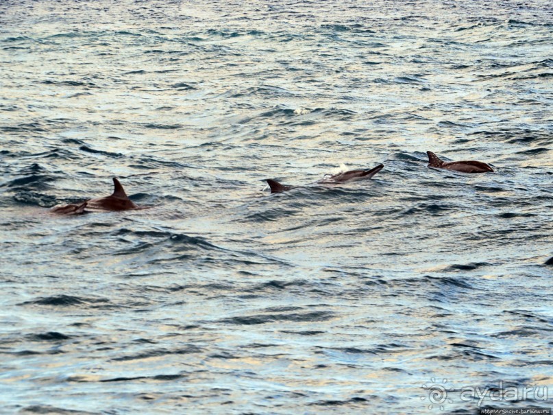 Купание с дельфинами в бухте Тамарен