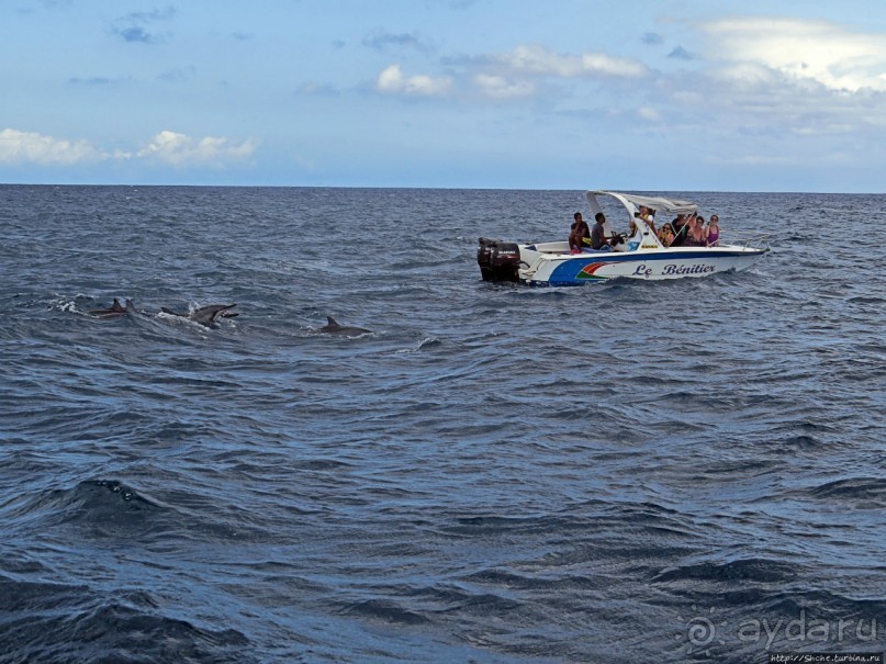 Купание с дельфинами в бухте Тамарен