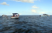 Купание с дельфинами в бухте Тамарен