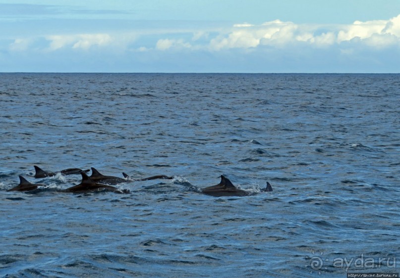 Купание с дельфинами в бухте Тамарен