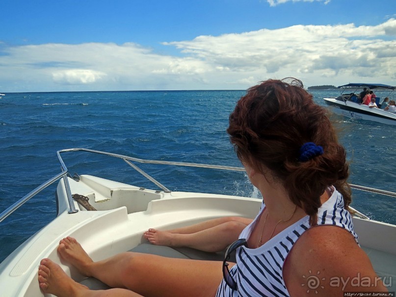 Купание с дельфинами в бухте Тамарен