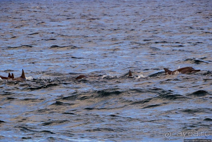Купание с дельфинами в бухте Тамарен