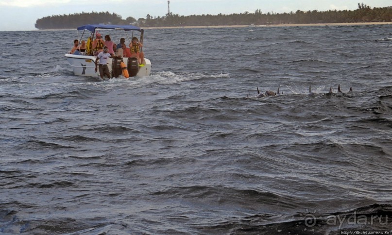 Купание с дельфинами в бухте Тамарен