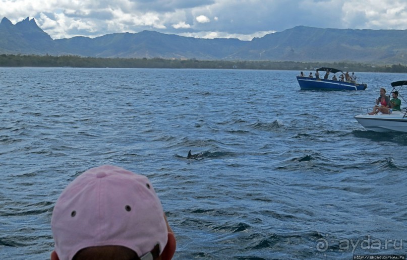 Купание с дельфинами в бухте Тамарен