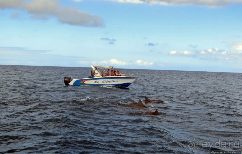 Купание с дельфинами в бухте Тамарен