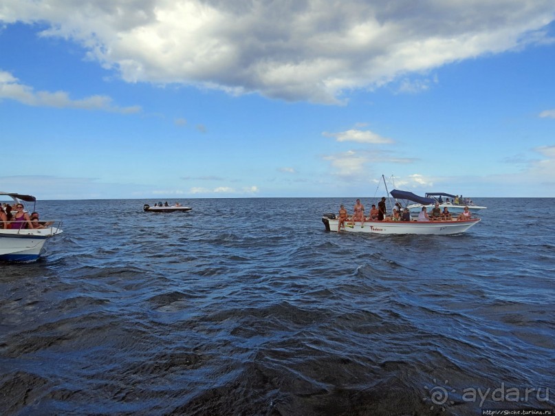 Купание с дельфинами в бухте Тамарен