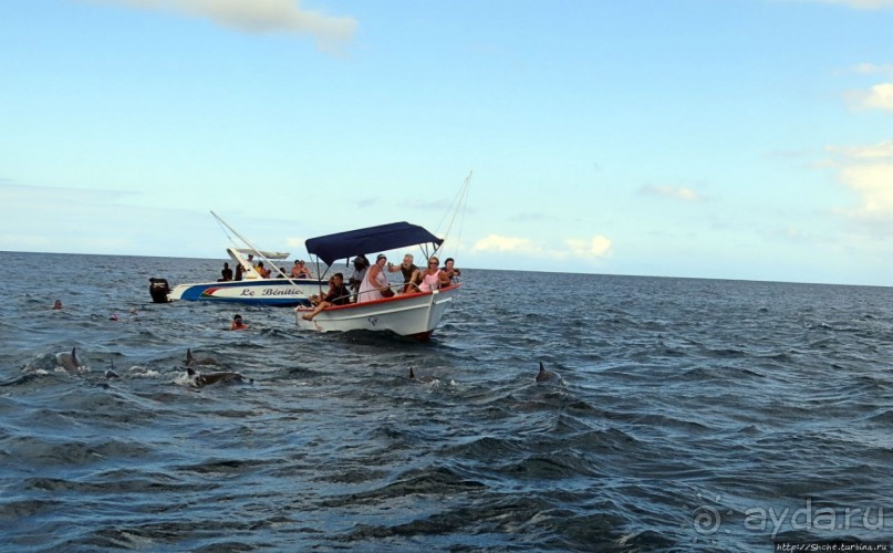 Купание с дельфинами в бухте Тамарен
