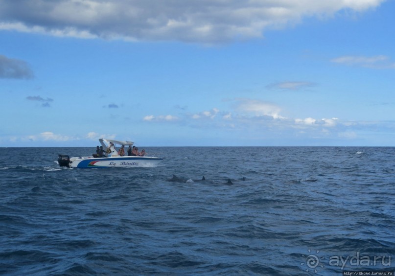 Купание с дельфинами в бухте Тамарен